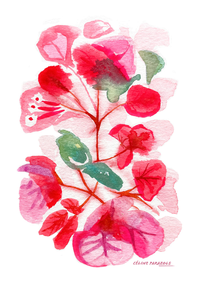 Nice, bougainvilliers