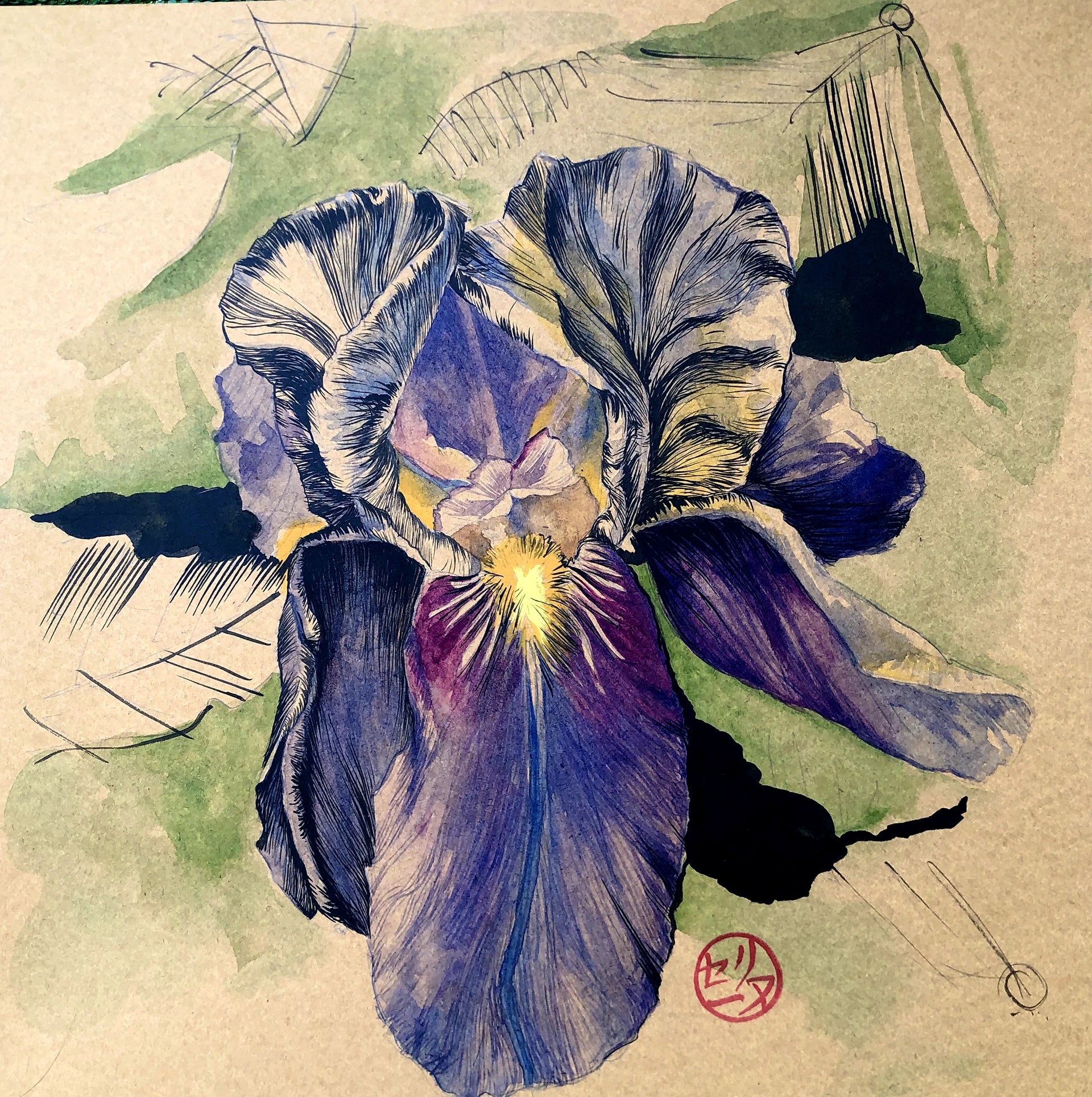 Iris-V-aquarelle et encre