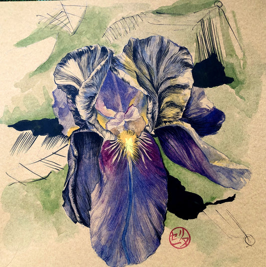 Iris-V-aquarelle et encre