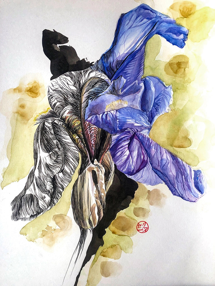IrisII-aquarelle_et_encre