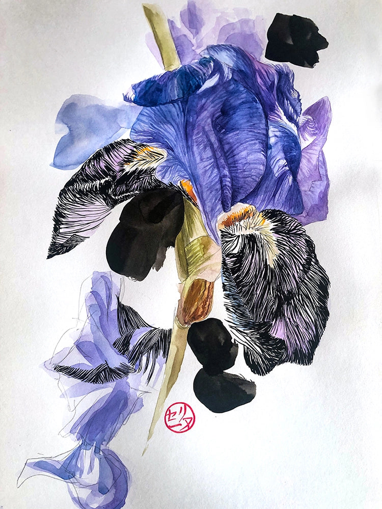 IrisIV-aquarelle et encre