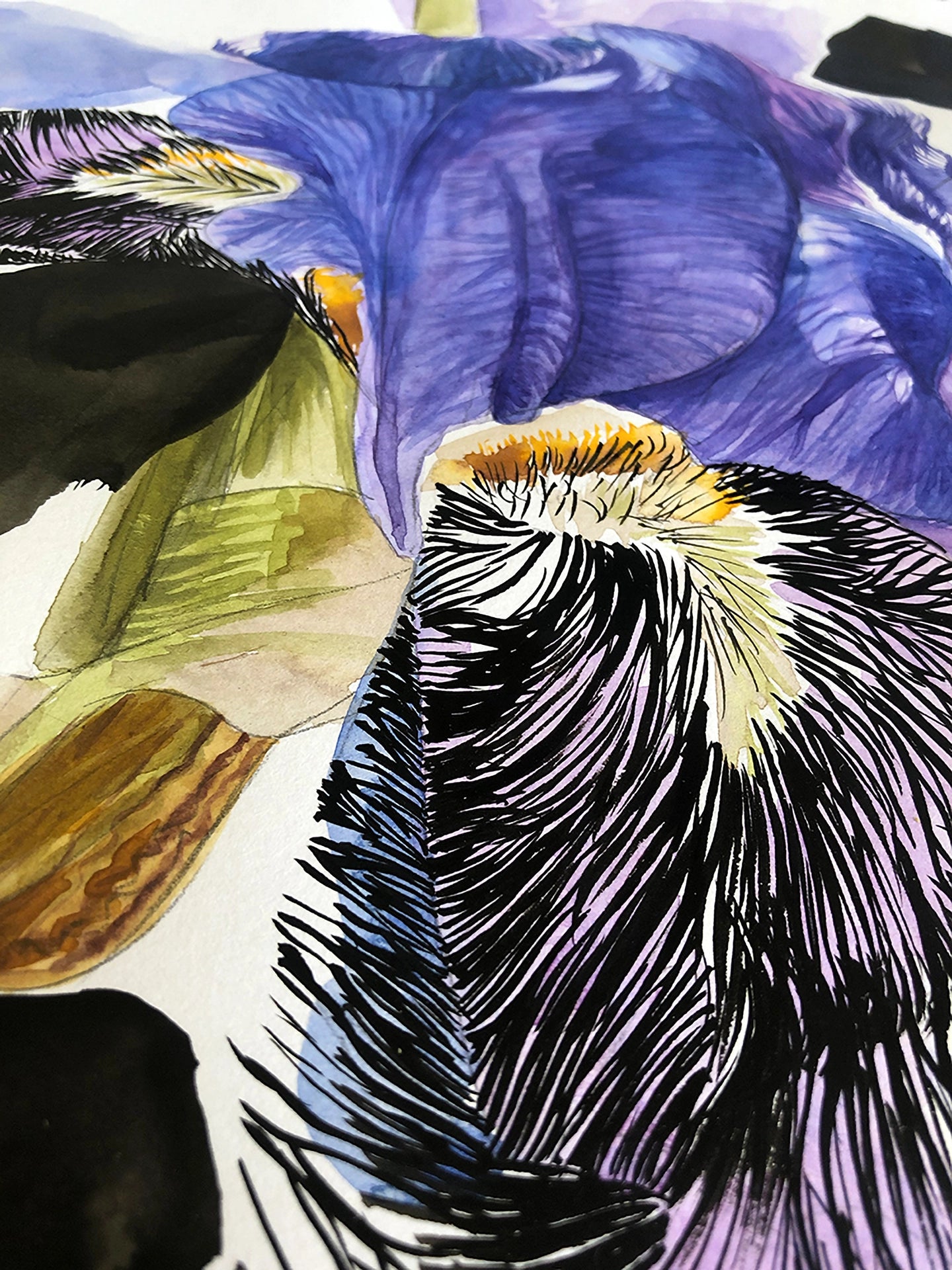 IrisIV-focus aquarelle