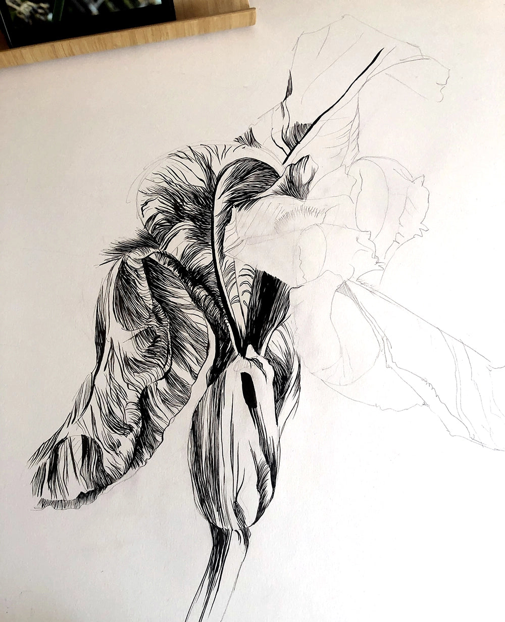Lilycel-tableau aquarelle et encre Iris_II etape de peinture crayon et encre