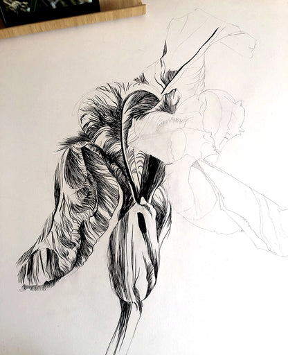Lilycel-tableau aquarelle et encre Iris_II etape de peinture crayon et encre