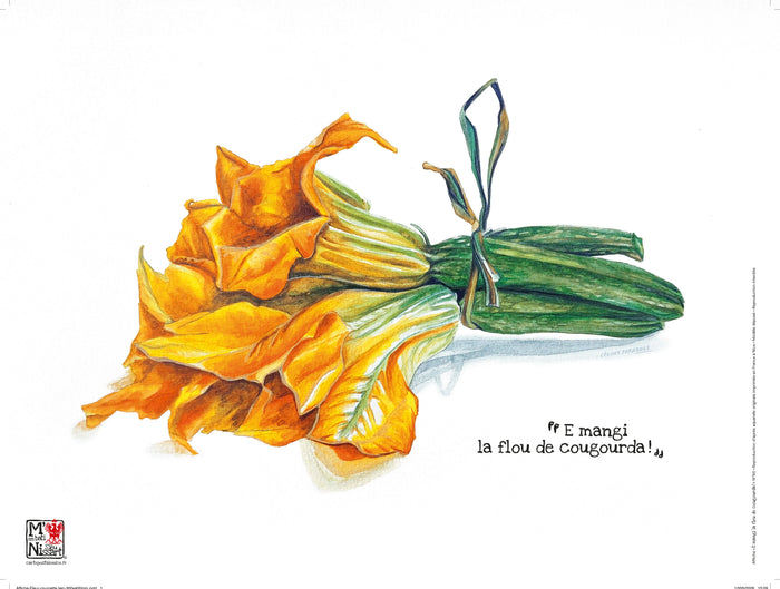 Affiche Fleur de courgette avec lien