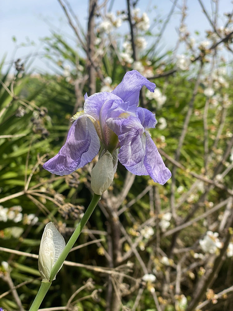 modèle de fleur Iris