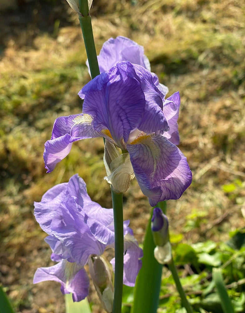 photo de fleur Iris